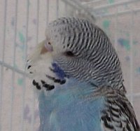 How Can You Tell How Old Your Budgie Is 33