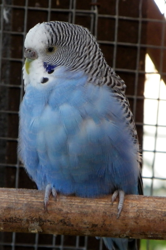 sky blue parakeet